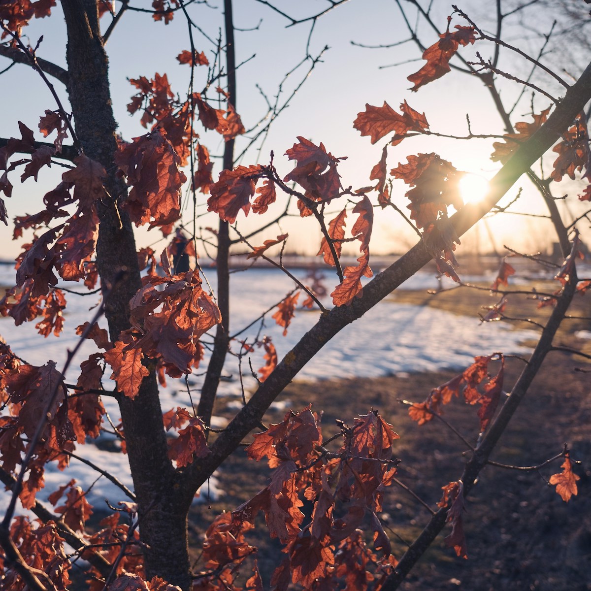 the sun shines through the leaves of a tree